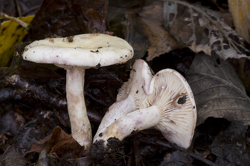 Lactarius aspideus